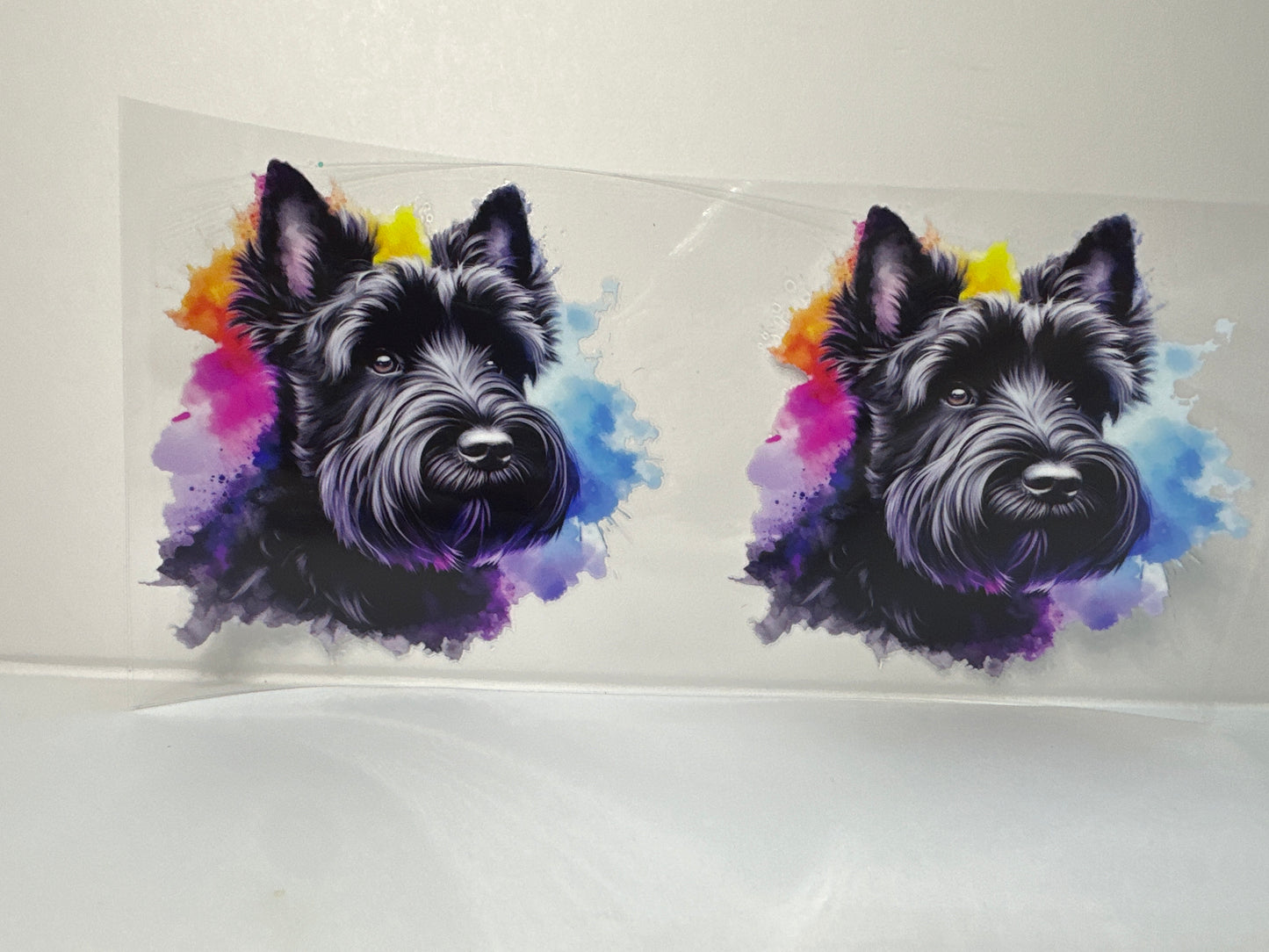 G341 schnauzer dog