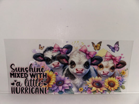 H456 sunshine mixed with a little hurricane cow