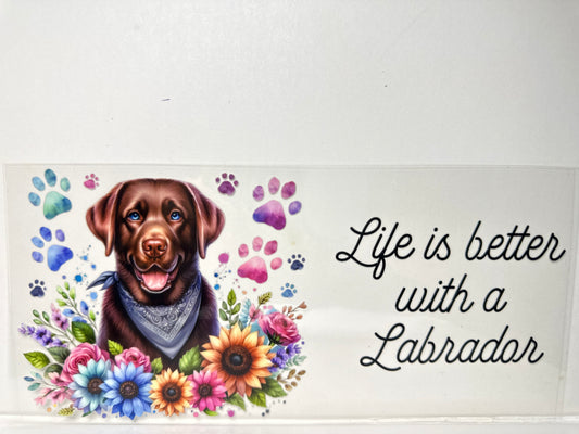 H1149 chocolate, Labrador
