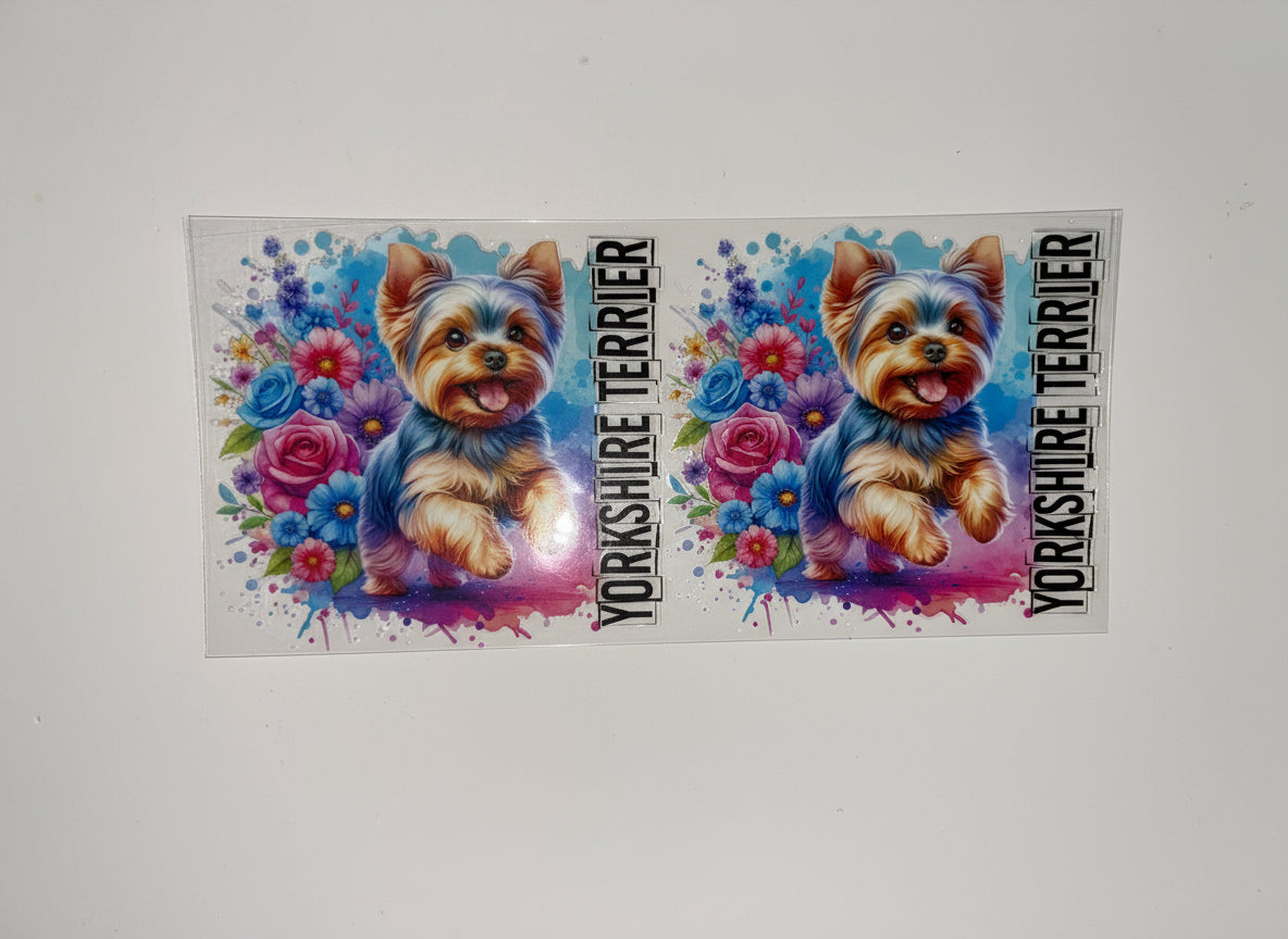 H603 Yorkshire terrier