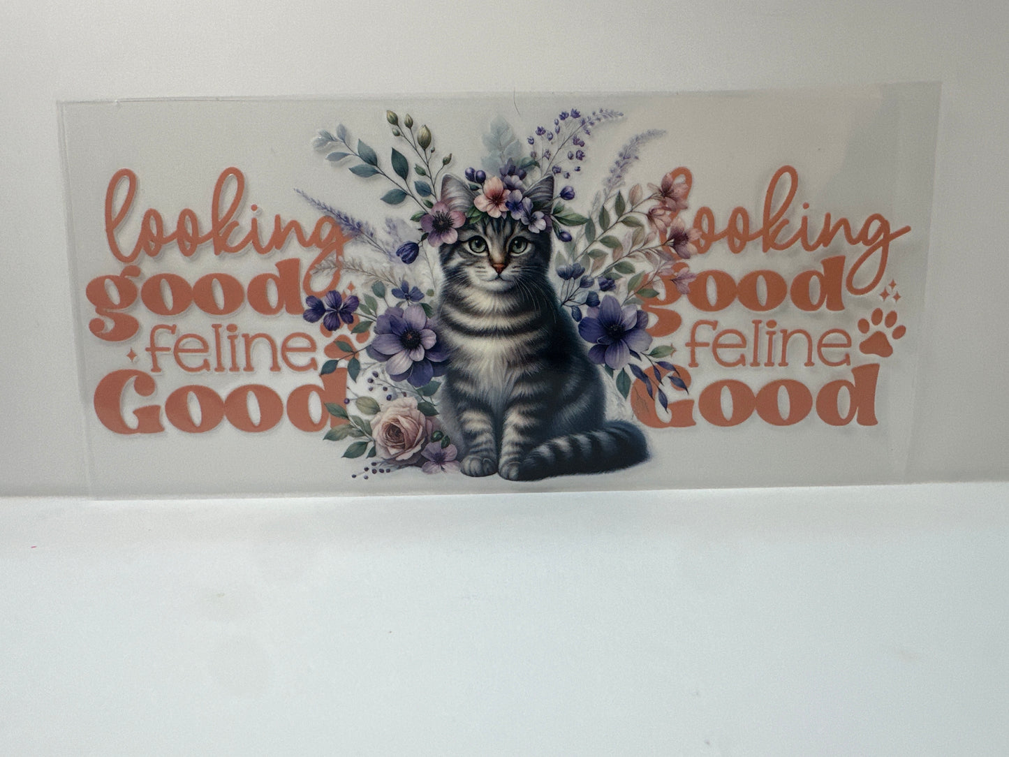 F905 Cat looking good feline good