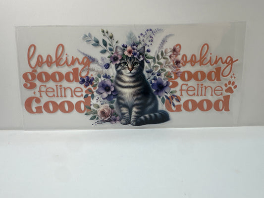 F905 Cat looking good feline good