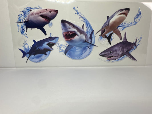 E207 Sharks