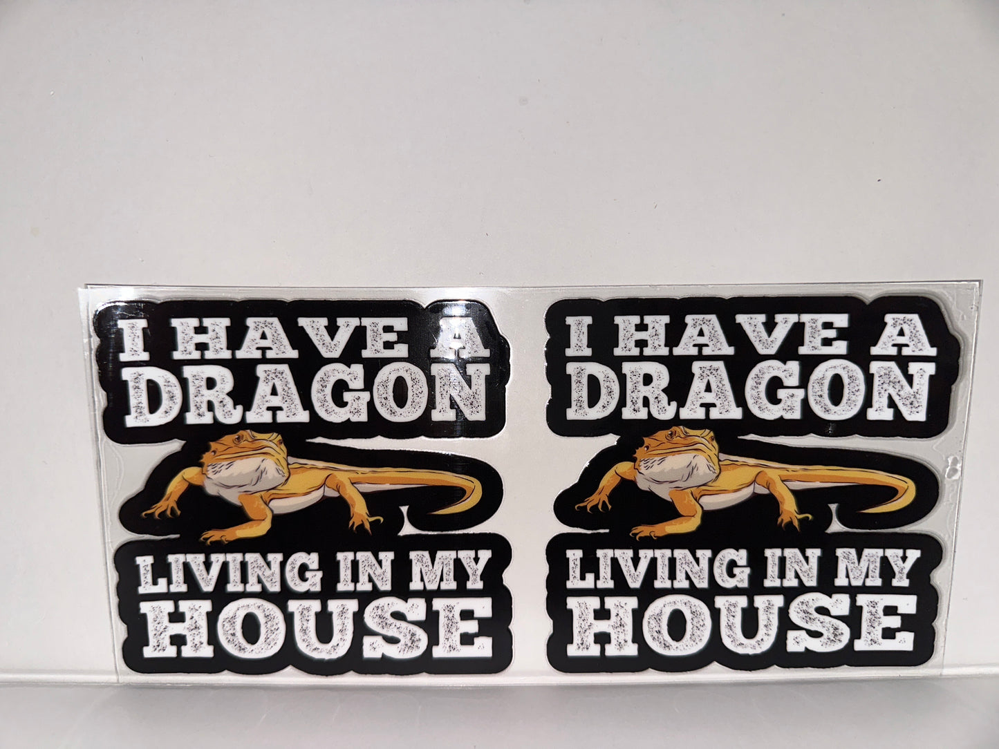 H155 I have a dragon living in my house, bearded dragon