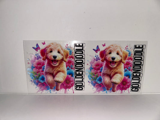H617 Golden doodle