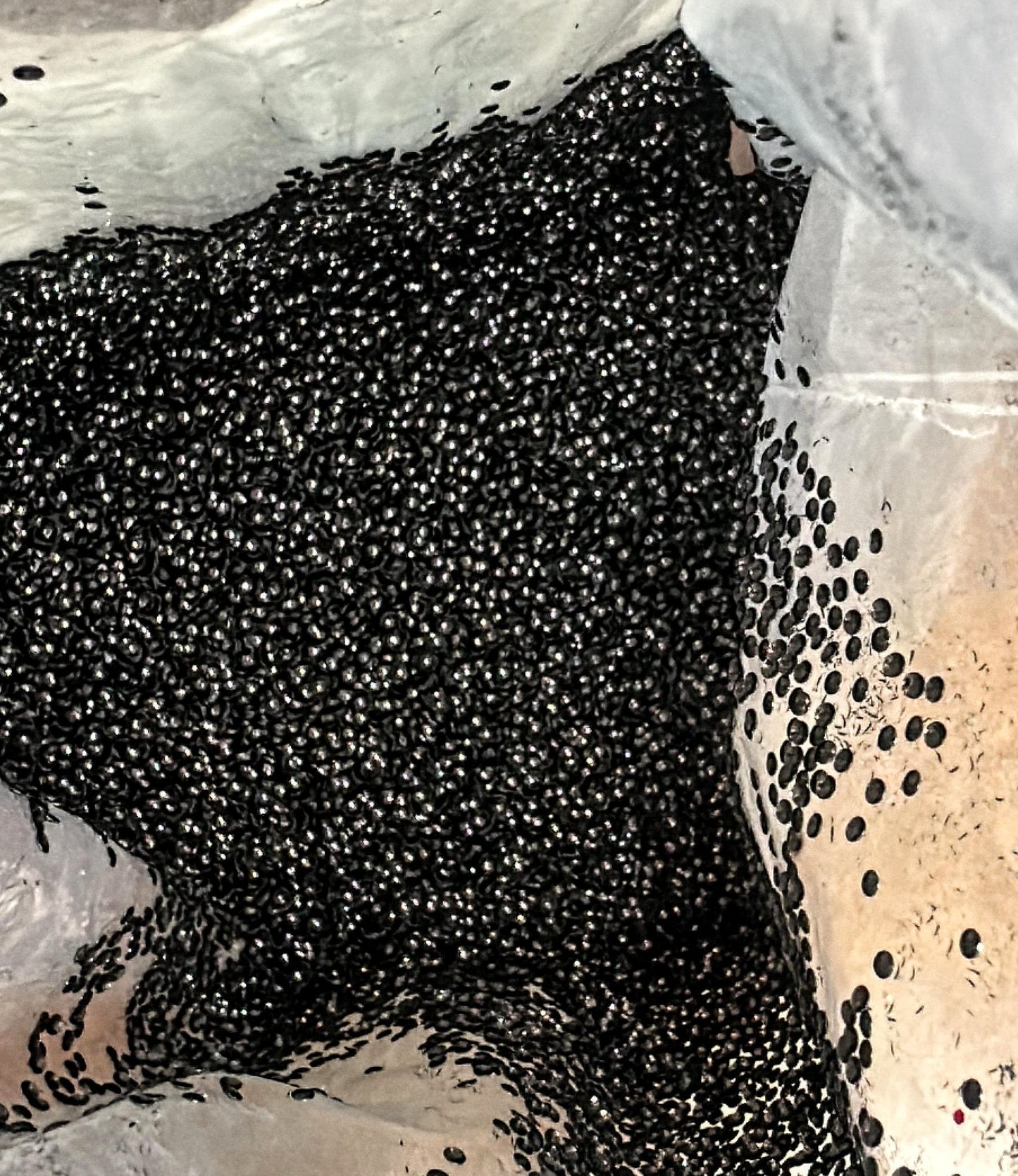 Blackout Bubble Bear